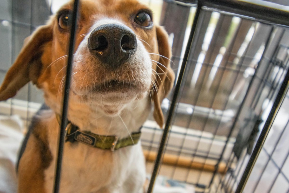 friendlytails's tweet photo. Lost pups can’t speak—but their tags can. 🐶🆔
An ID tag could be the fastest way home if your dog ever gets lost.
💬 Add your contact info.
🛒 https://t.co/vGAUmDEgsu
#PetSafety #DogIDTag #FriendlyWaggingTails https://t.co/C56YrSFo8u