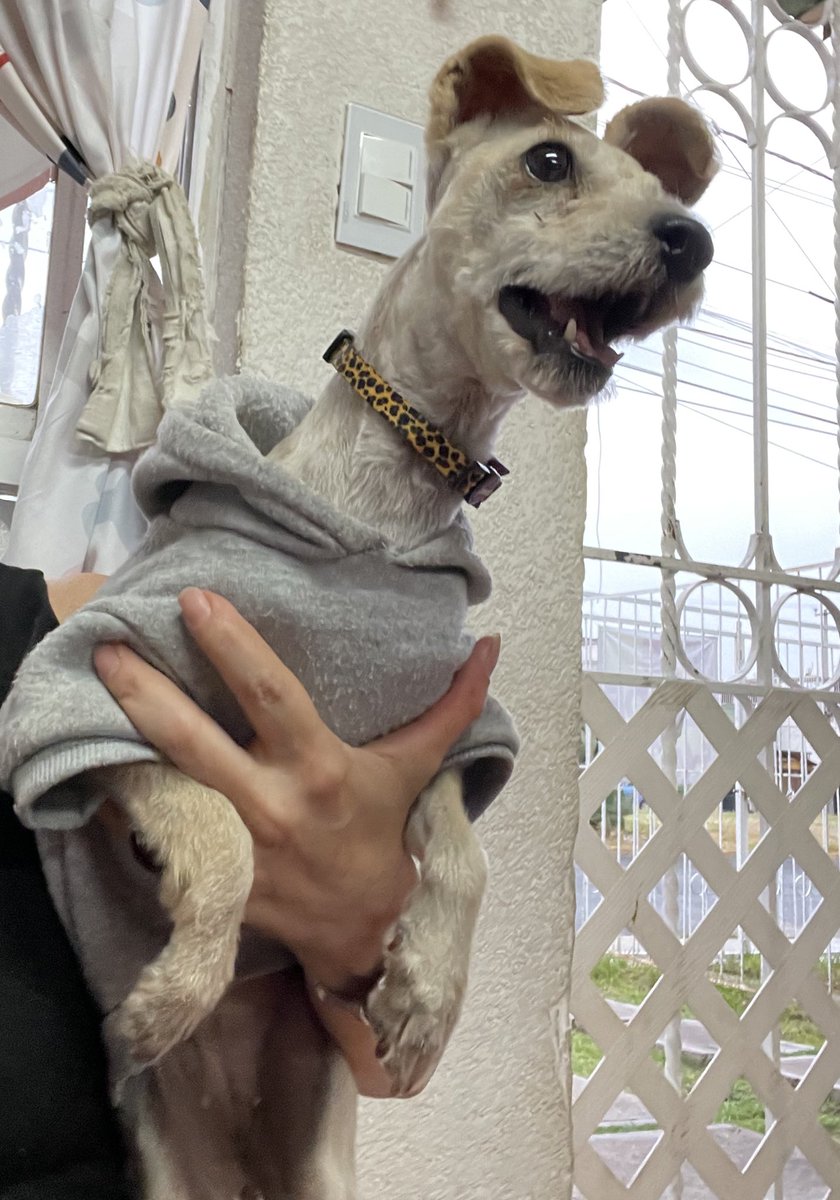 Yala reviso el Dop, fractura mal consolidada, así ze ba qedar, baja de peso, ai q seguir dándole su gel, soplido en el corashom, tal bes por q bibia en el frío, zorro en los yentes, por las sobras q comía. Dentro diosho días empezamos zu procotlo