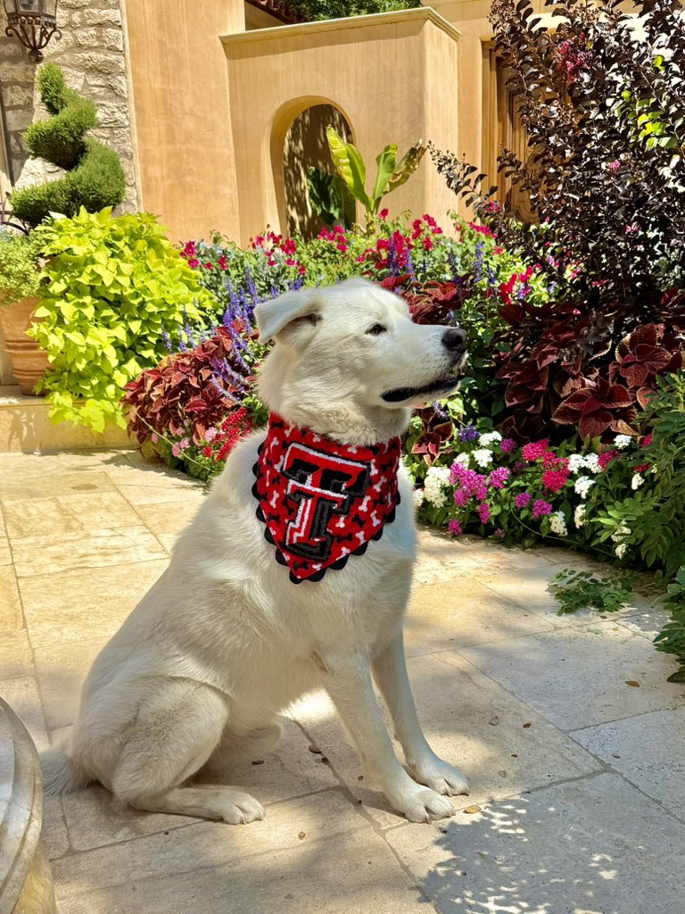 LeishaWomble's tweet photo. “Wear white to the next game?” “What…like it’s hard?” #Champtherescuedog #TexasTechFB #WreckEm https://t.co/NMGKTjUAGH