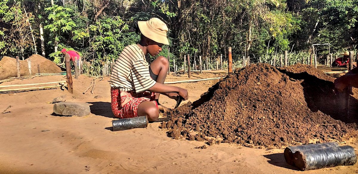empowerwithARC's tweet photo. In Aug 2025, ARC &amp; Red Island rebuilt Ampijoroa nursery with sustainable materials, prepped germination for Ankarafantsika restoration, minimizing plastic &amp; seeking infrastructure.

Learn more: https://t.co/TogJuk1Aio, https://t.co/fAzgP1mBcN. https://t.co/I8XJuKhBcJ