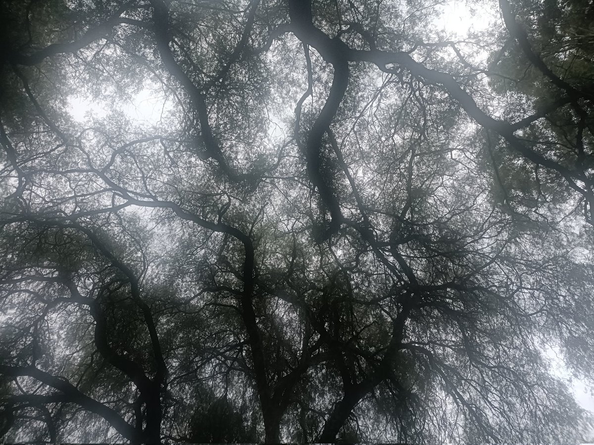 Pirules que se abrazan 🌳🌳