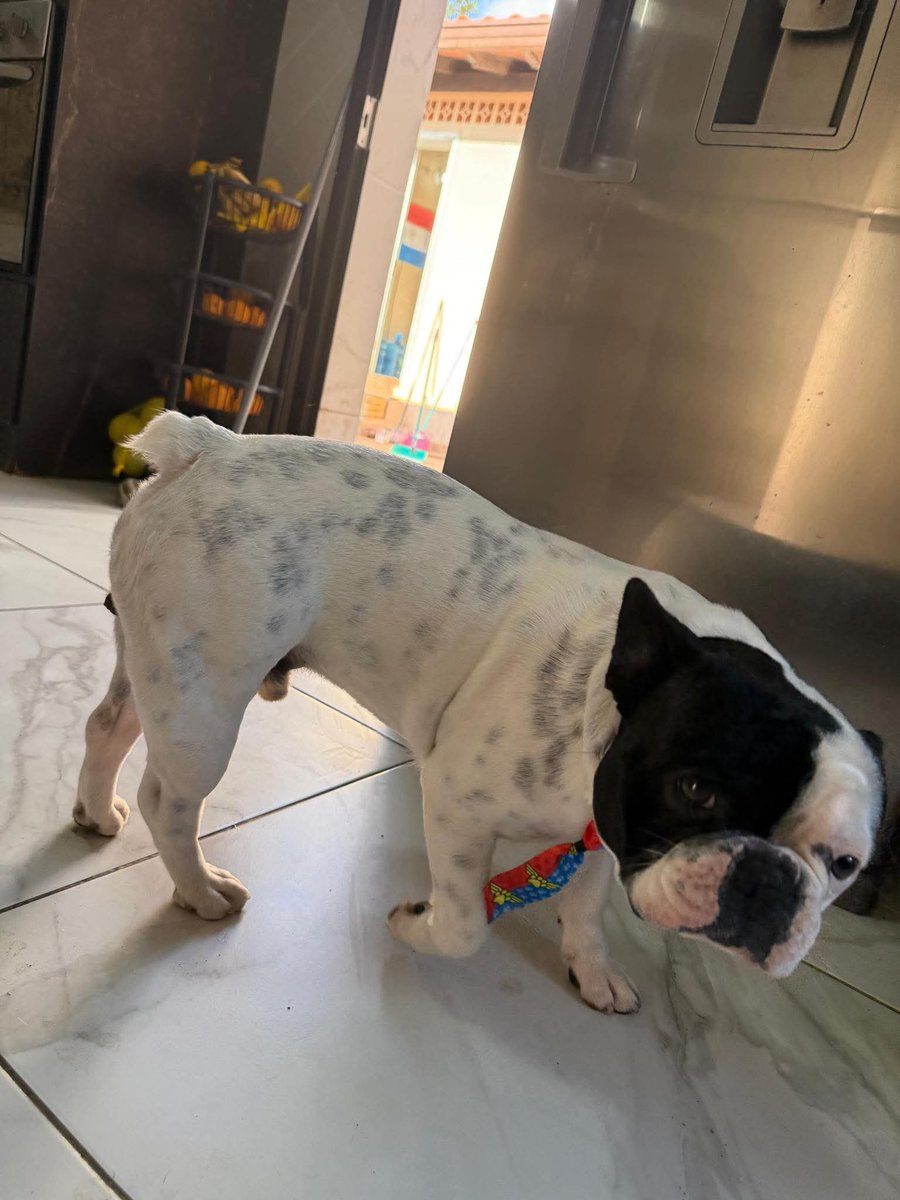 ¡Buscamos a Elio!

Salió de casa esta tarde, zona Asunción barrio San Vicente🥺

Es un bulldog francés macho, con manchas negras por todo el cuerpo y una mancha negra en el ojo DERECHO

🚨Compartan porfavor🚨

Cualquier info al 0981507948