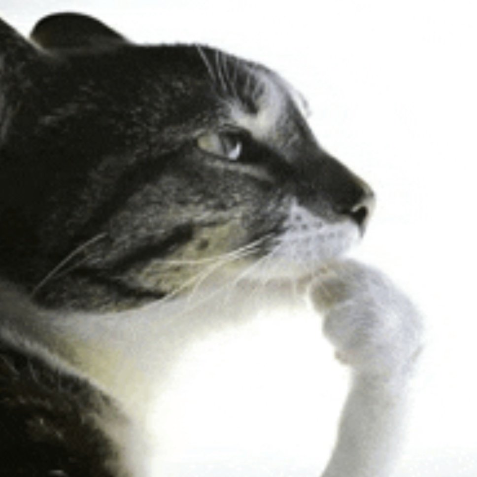 when bro's bail is $450 but the giant satono diamond plush is $450