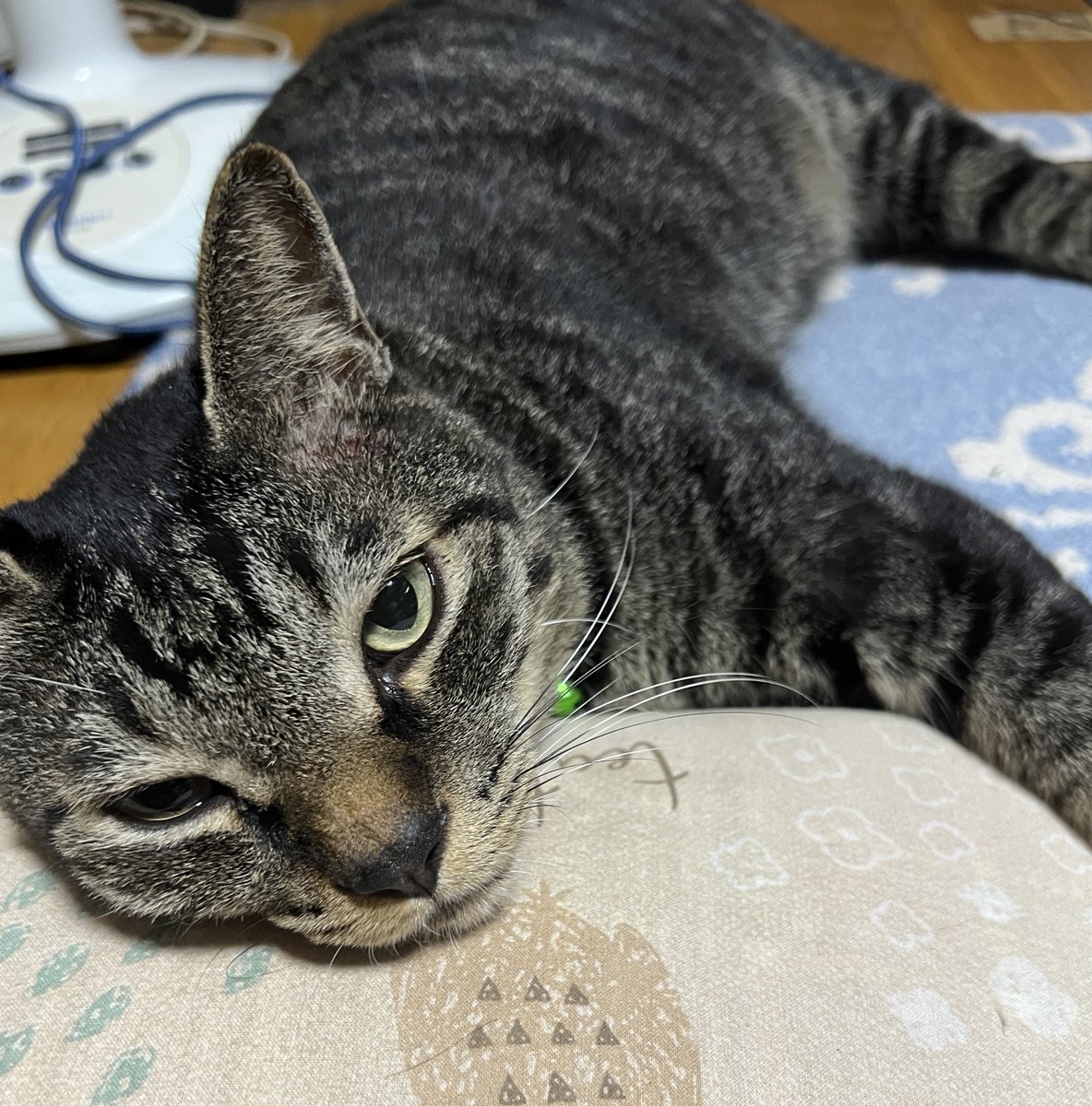 おはようございます🙂☔️☘️
今日のウチの猫ちゃん🐈
昨日から雨が降っていてお散歩に行けないので
朝から暇そうにゴロゴロしてる猫ちゃん😾
そんな顔も可愛い😾☺️💕

#ねこ #cat #猫