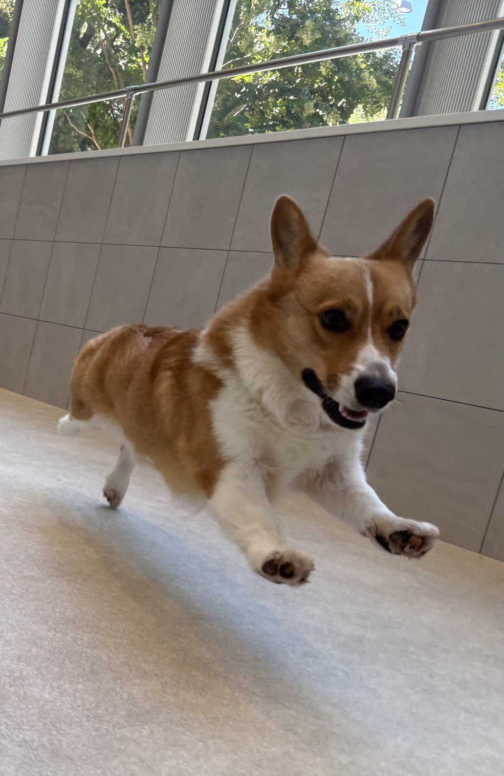 Corgi Dog Winston on X: 