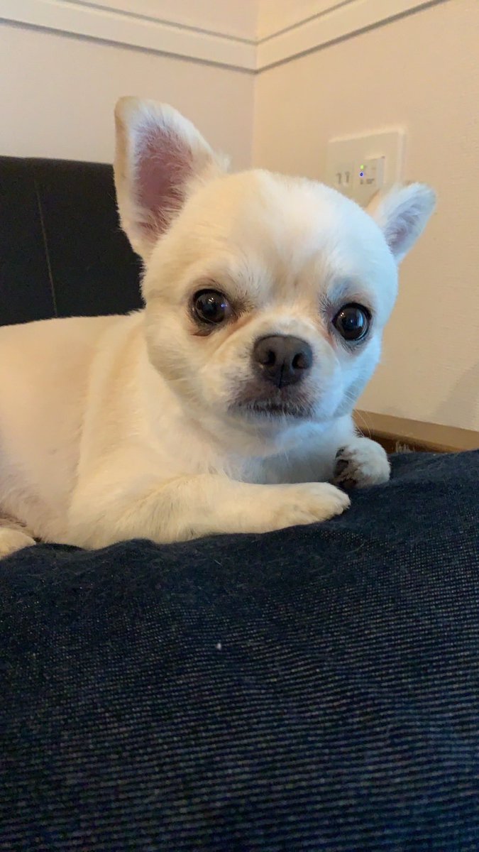 手がとても短く見えるチルさん🤭