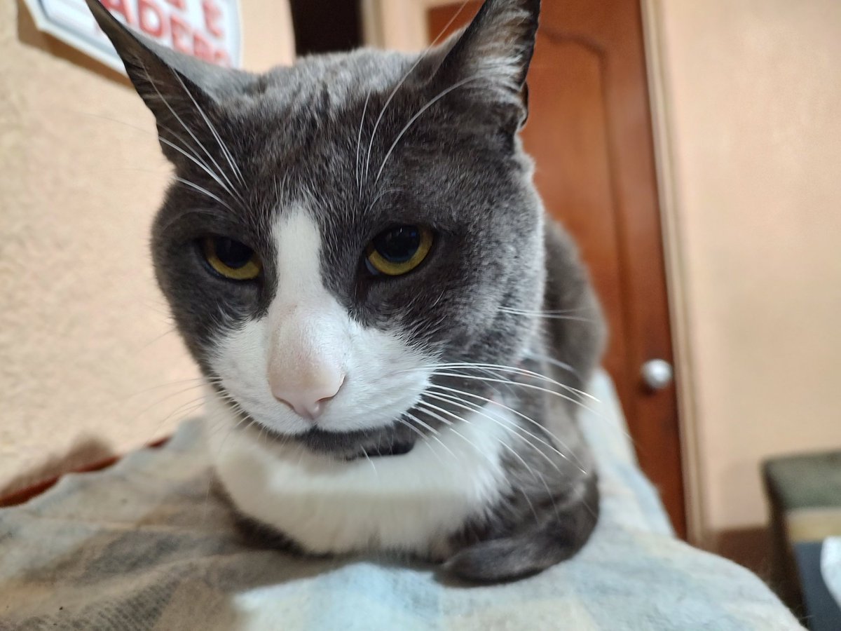 Saludos a todos en #ElOráculoDelRawk, acá reportando apenas por q andábamos metidos entre la actividad física y terminando la comida. Acá el Vicepresidente Miau esperando su comida de la forma más desesperada posible 😂🐈‍⬛🌃💯⚡🎸