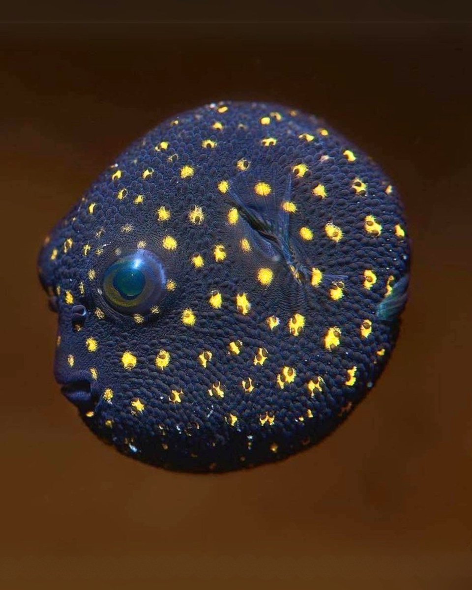 Guineafowl Pufferfish! 

This incredible juvenile Guineafowl Pufferfish is covered in glowing yellow dots that look like a starry night sky. Found in the warm waters of the Indo-Pacific, this tiny fish uses its vibrant pattern to stay safe and confuse predators.