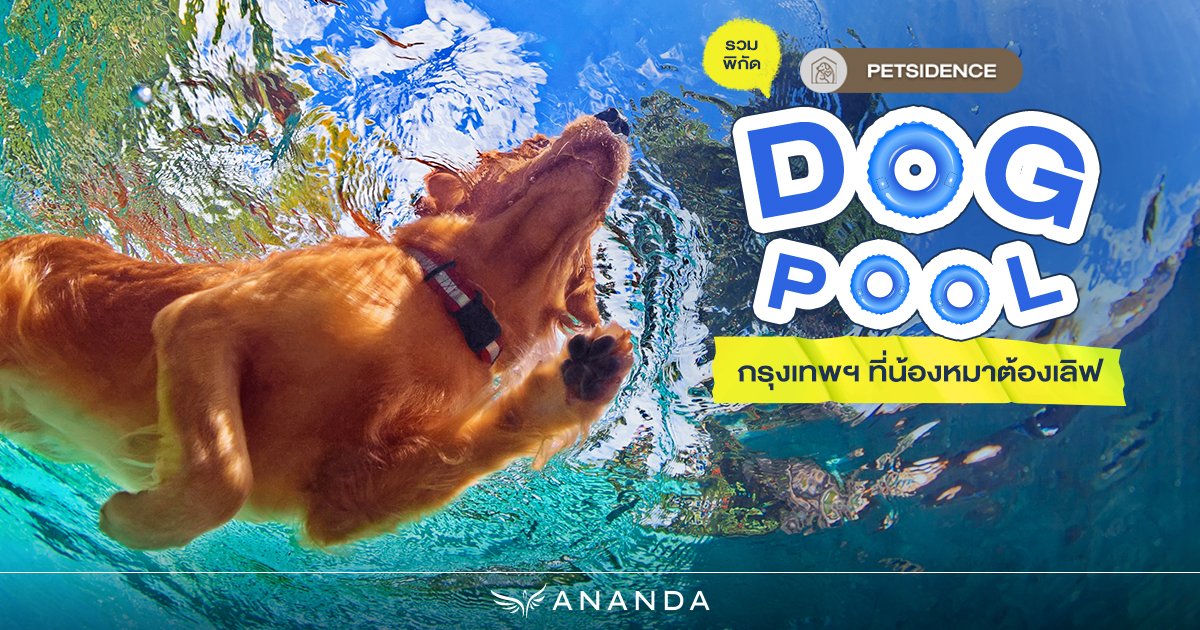 Ananda_PCL's tweet image. เปิดลิสต์สถานที่พาสุนัขไปว่ายน้ำคลายร้อน 🐶💧
ทั้งคาเฟ่ชิลๆ ฟีลผ่อนคลาย และศูนย์ฝึกสำหรับสายสปอร์ต

พร้อมคำแนะนำเตรียมตัวสำหรับมือใหม่และประโยชน์ของการว่ายน้ำสำหรับสุนัข
ดูบทความเต็มได้ที่ 👉🏻 anan.ly/460Aphu

#AnandaDevelopment ​
#Ananda #อนันดา
#UrbanLivingSolutions…