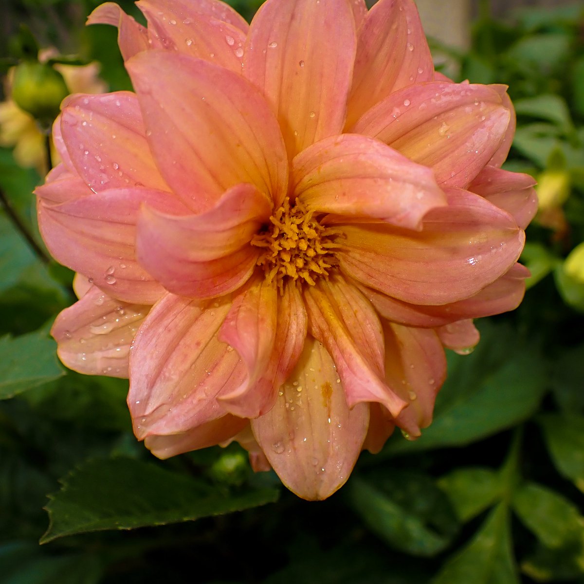 #FlowersOnFriday Dahlia