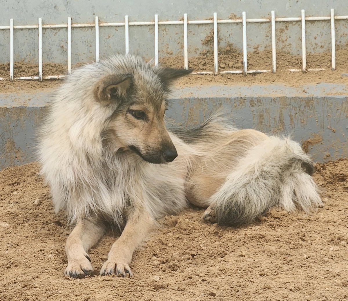 이 아이를 처음 본 순간부터 밤에 잠도 안 올 정도로 마음이 동해서 서울에서 전남으로 다녀왔어요
너무 예쁘고 잘생겼어요
사진으로 보이는 것보다 훨씬 훨씬 조그매요 (비율이 좋아서 그런듯)
제가 여건만 됐다면 입양했을거예요...
아기가 꼭 행복하길