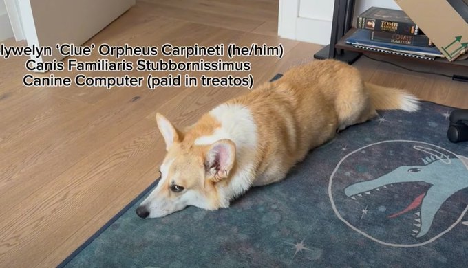 This science channel just cracked quantum computing factorization with a "Canine Computer" with a corgi named Clue. This is pretty insane. 

youtu.be/zyp3syUTXpg?t=…