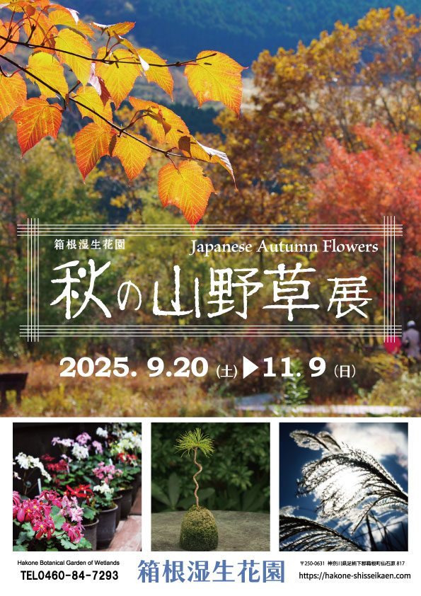 箱根湿生花園 on X: 