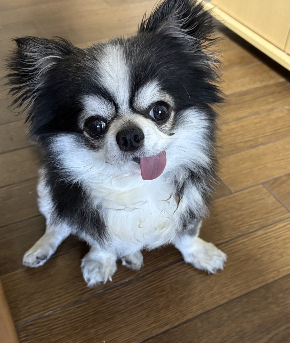 フワフワちんちくりんが家にいる幸せ