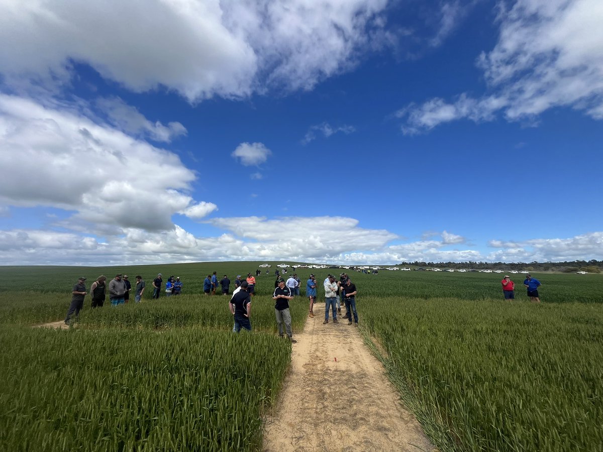 Spring field day with YFIG at a long-term legume site.

Summary:
- we drastically underestimate leaching losses in sand
- we can demonstrate big improvement in N recovery with ⬆️vigour (sowing density)
- ⬆️N soils need to be managed well to achieve >100% NUE (=⬆️$GM)

<a href="/GRDCWest/">GRDC West</a>