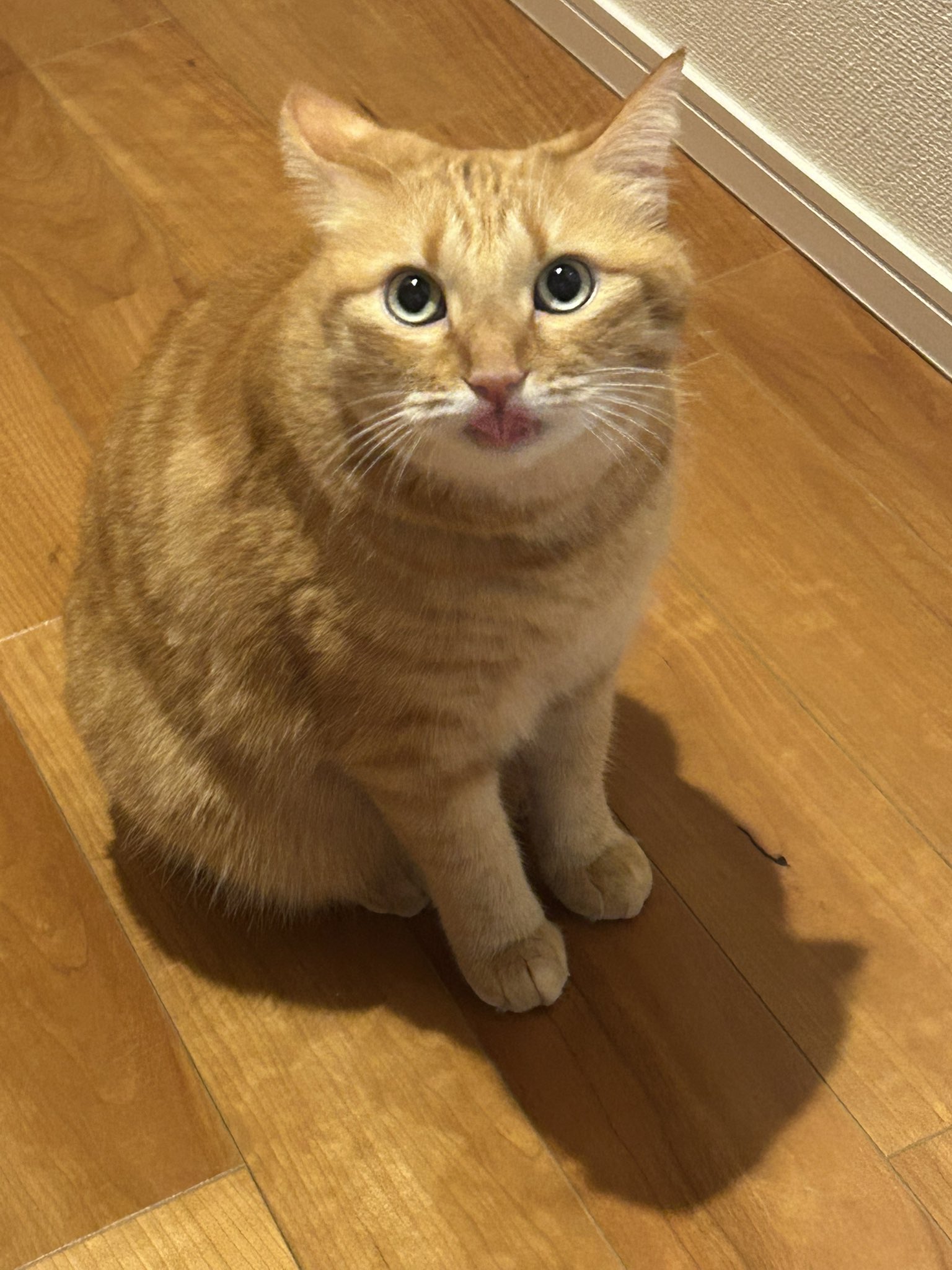 鮭とば猫 on X: 