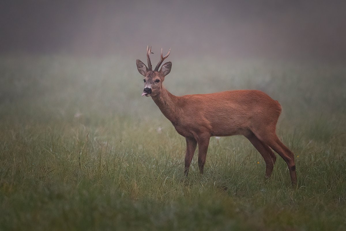 Stirnubuks (05.09.2025, Lubāna mitrājs)