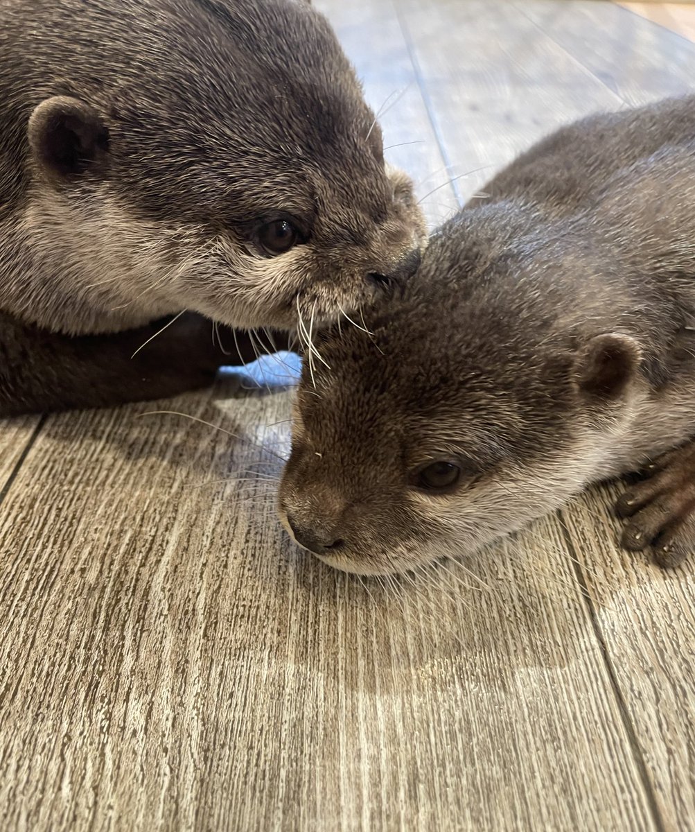 かわうそ　5枚 Otters' First Splash in Their Brand New Pool! - YouTube