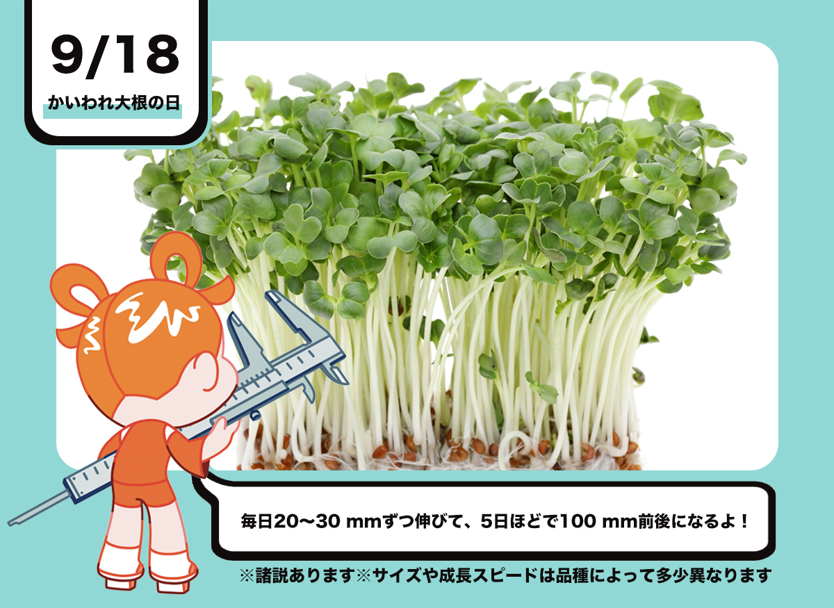9/18は #かいわれ大根の日 だよ！ かいわれ大根は、毎日20〜30 mmずつ
