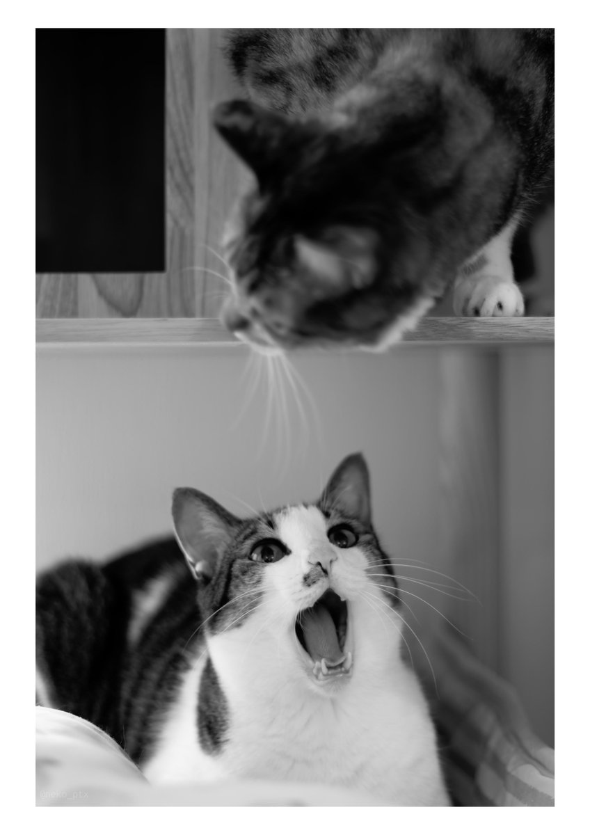 玄猫 414TbAiKepL.jpg