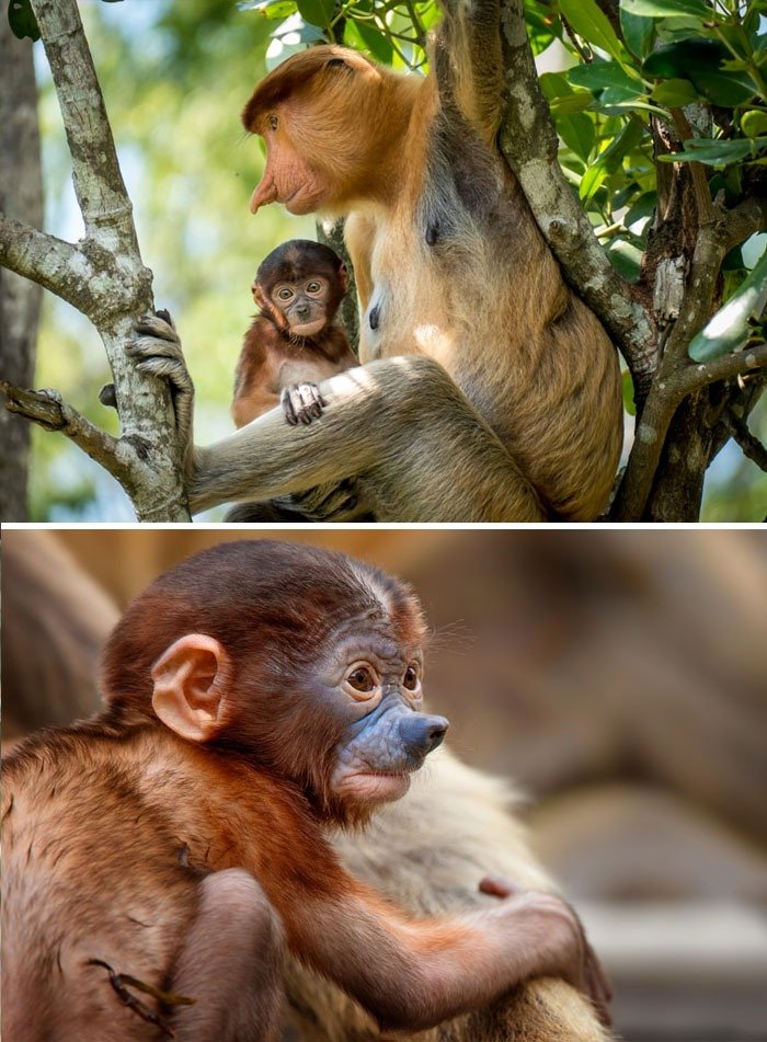 Proboscis Monkey (Nasalis larvatus), a primate found only on the island of Borneo. These endangered monkeys live in coastal forests and mangroves, where they travel in groups and are surprisingly strong swimmers. But their survival is at risk due to deforestation and habitat loss