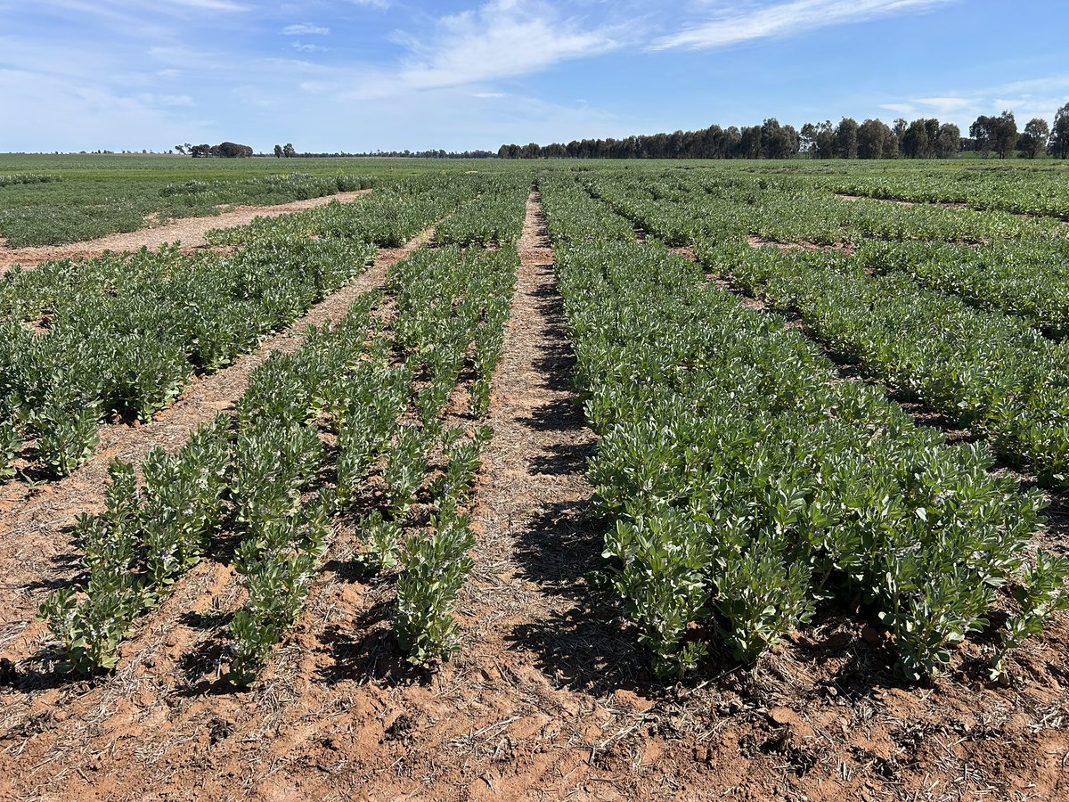 Nil P v 25 kg/ha P applied at sowing. 12 kg P broadcast on both in February (single super). Colwell P = 61 mg/kg, pH = 5.4 in 0-10 cm. Ganmain Pulse Agronomy site <a href="/theGRDC/">GRDC</a>