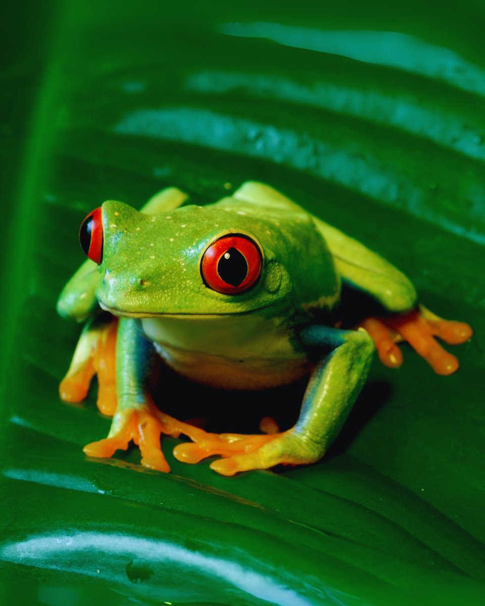 OneEarth's tweet photo. The Amazon rainforest is one of the largest carbon stores on Earth. It is also home to 10% of all known species and over 400 Indigenous groups who safeguard its future.
Protecting the Amazon means protecting life itself. 🌎
#AmazonDay #IndigenousRights #ProtectWhatYouLove https://t.co/TLz0a1WT5u