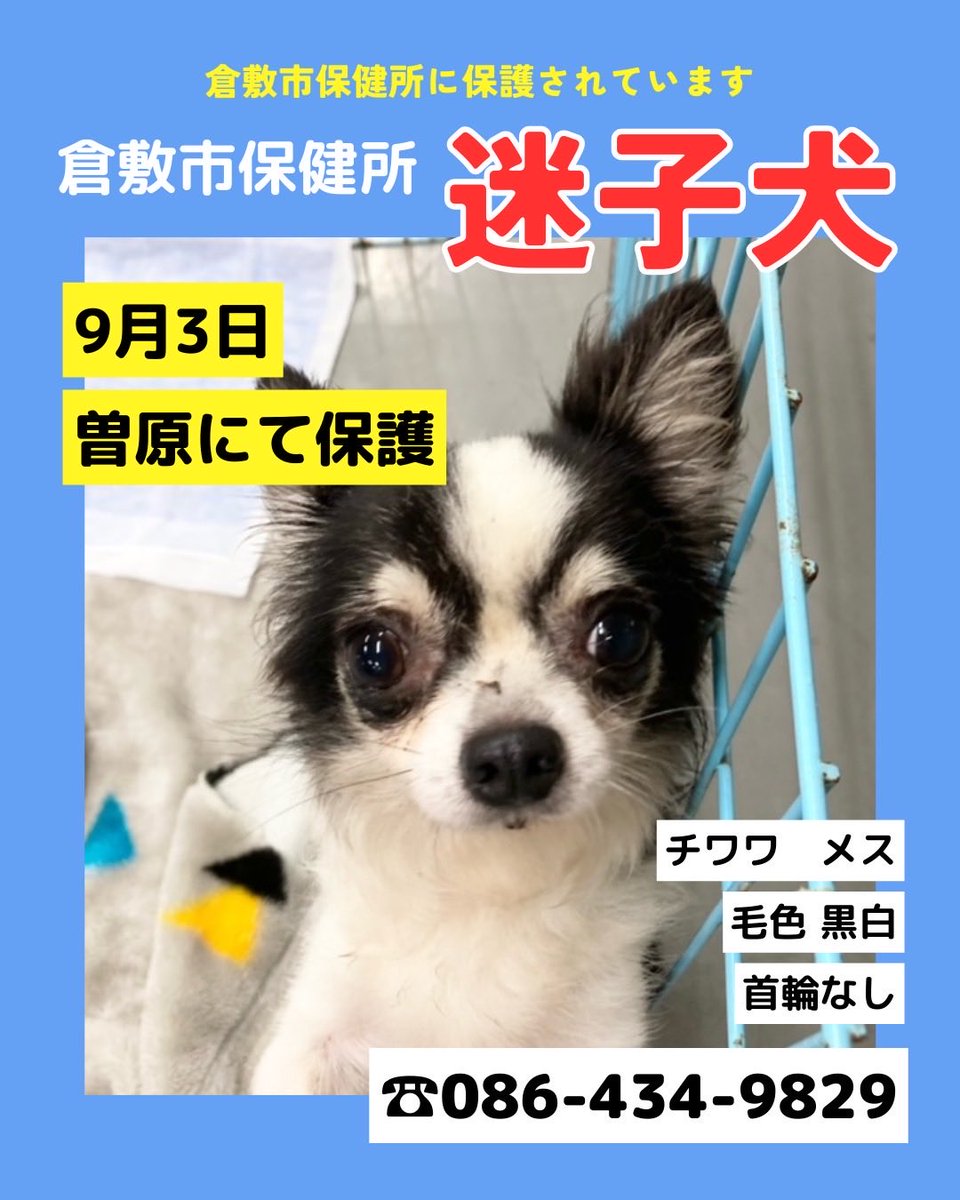倉敷市保健所ボランティアTeamKAR (@lharmonie2424) on Twitter photo 岡山より
倉敷市保健所で保護されている迷子さんです。
ご家族の方お迎えをお願いします。
曽原
9月3日 午後3時
チワワ
メス
黒白
首輪なし
連絡先
倉敷市保健所 生活衛生課 動物管理係
電話086-434-9829
e-mail:anmlhlt@city.kurashiki.okayama.jp 岡山より
倉敷市保健所で保護されている迷子さんです。
ご家族の方お迎えをお願いします。
曽原
9月3日 午後3時
チワワ
メス
黒白
首輪なし
連絡先
倉敷市保健所 生活衛生課 動物管理係
電話086-434-9829
e-mail:anmlhlt@city.kurashiki.okayama.jp