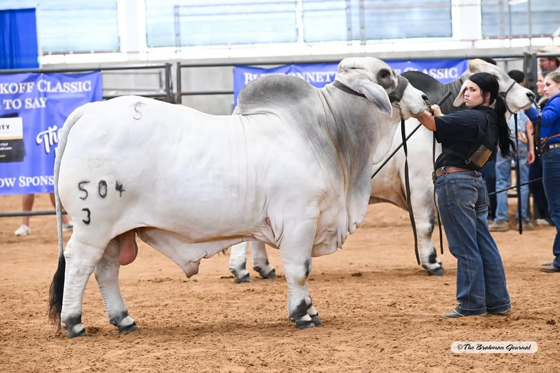 2025 BLUEBONNET KICKOFF CLASSIC – Junior Champion Gray Bull: MR SNS MOOSE 504/3 #1072515; Sire: MR SNS MIGHTY MOUSE 295/6; Dam: MISS SNS TATUM 764/6; Owner: BRADEN SMITH; Exhibited by: IS Ranch Fitting Services