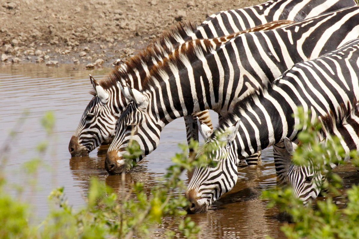 Pinnk_Lotus's tweet image. Zebras take a pit stop to quench their thirst in the scorching heat of Tanzania’s Serengeti, all while staying vigilant for any sudden predator ambush.

#PinkLotusPics🪷
#Pic1
#Serengeti
#Tanzania
#photography