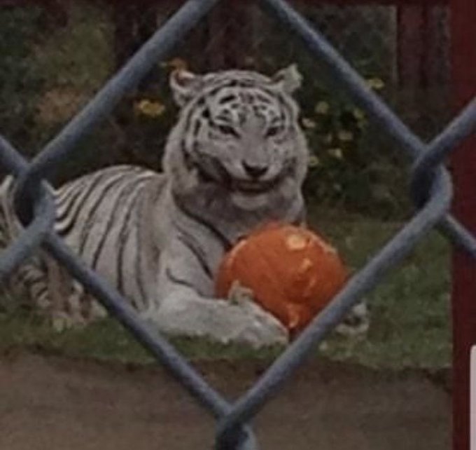 Kuraiio 🍉 tweet media