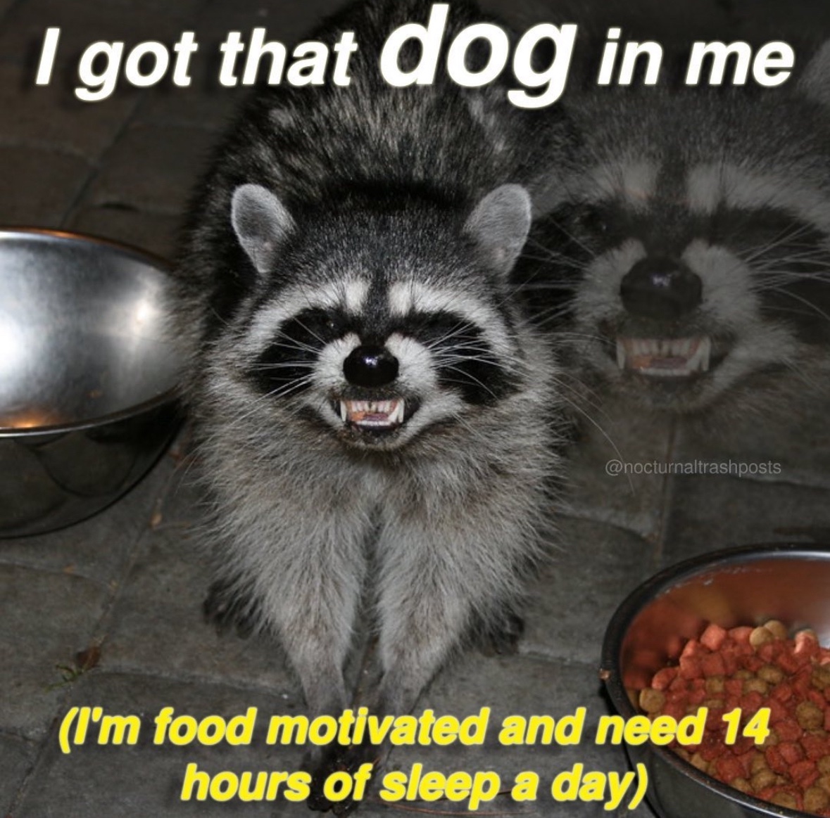 raccoon aesthetic. (@raccoonesthetic) on Twitter photo 