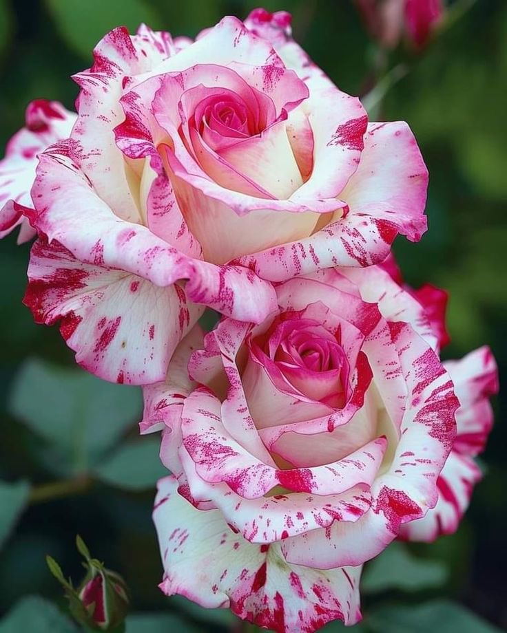 mstfunuvar's tweet image. Günaydın…🤲🇹🇷
Hayırlı Sabahlar…🤲🇹🇷
Hayırlı Cumalar…🤲🇹🇷