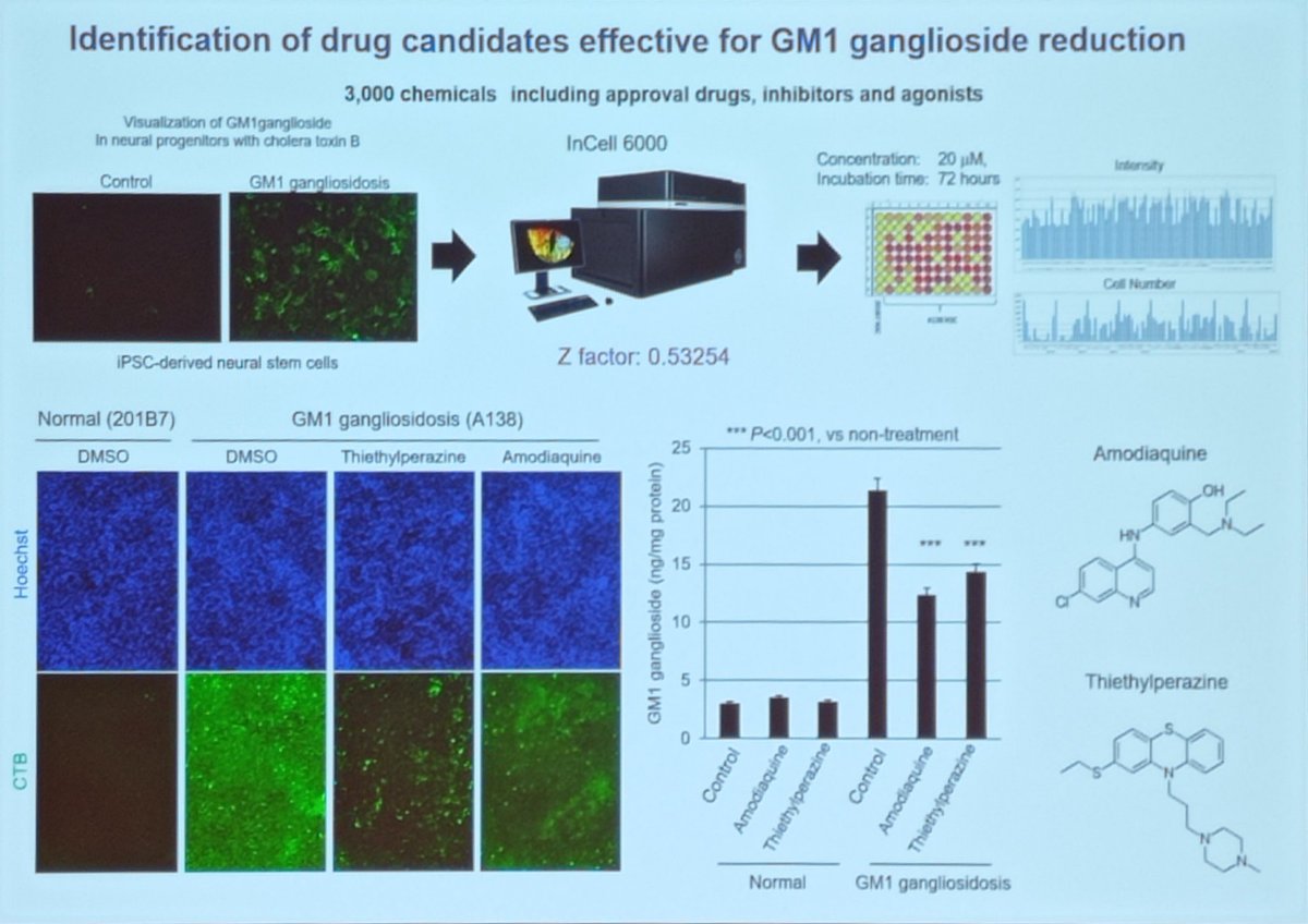 Info_Rares's tweet photo. Takumi Era’s team show at #ICIEM2025 in #kyoto, how they combined #iPSC models, drug screening, and animal studies to find potential therapies that clear toxic ganglioside buildup and rescue neuronal function in #GM1 and #GM2 #gangliosidosis. https://t.co/FcRaTKrzz3
