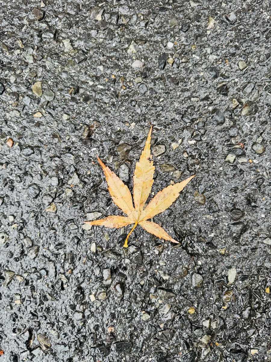 桃跑〰️ tweet media