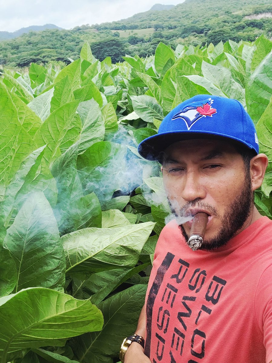 MarlonVillarey3's tweet photo. Passion for the tobacco leaf, overseeing our tobacco plot in the #Condega region @cigars_eztli #Nicaragua #cigars #cigars https://t.co/RZWmhJDV8A