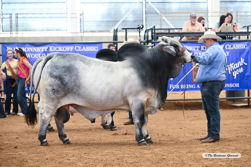 2025 BLUEBONNET KICKOFF CLASSIC – Reserve Senior Champion Gray Bull: BRC JOHNNY BRAHMAN 299; #1064408; Sire: MSP KING GARRETT 584/1; Dam: +BRC SWEETIE 486/8; Owned by: BRANDON &amp; RACHEL CUTRER