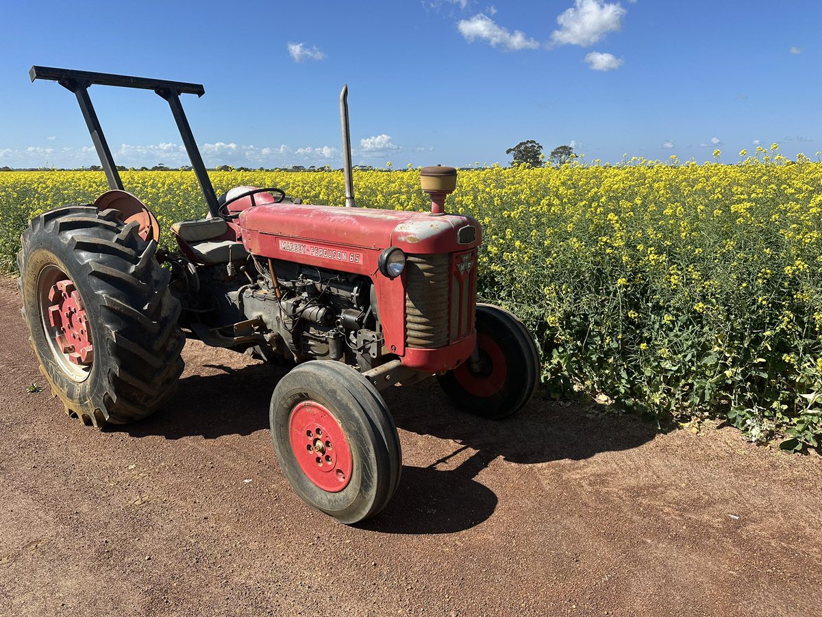 Dad’s original tractor bought in 64 after a fresh service and replacement of a radiator hose that had blown, first breakdown i can ever remember, next to the best of them canola 44y94. Same tractor as depicted on mural outside of Dome Esperance.