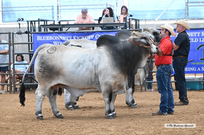 2025 BLUEBONNET KICKOFF CLASSIC – Senior Champion Gray Bull: MR BER ON POINT 23/1; #1065449; Sire: +MR BER 427 “TRUMP”; Dam: MISS BER JOLENE 754; Owner: JAXSON HERMAN SMITH