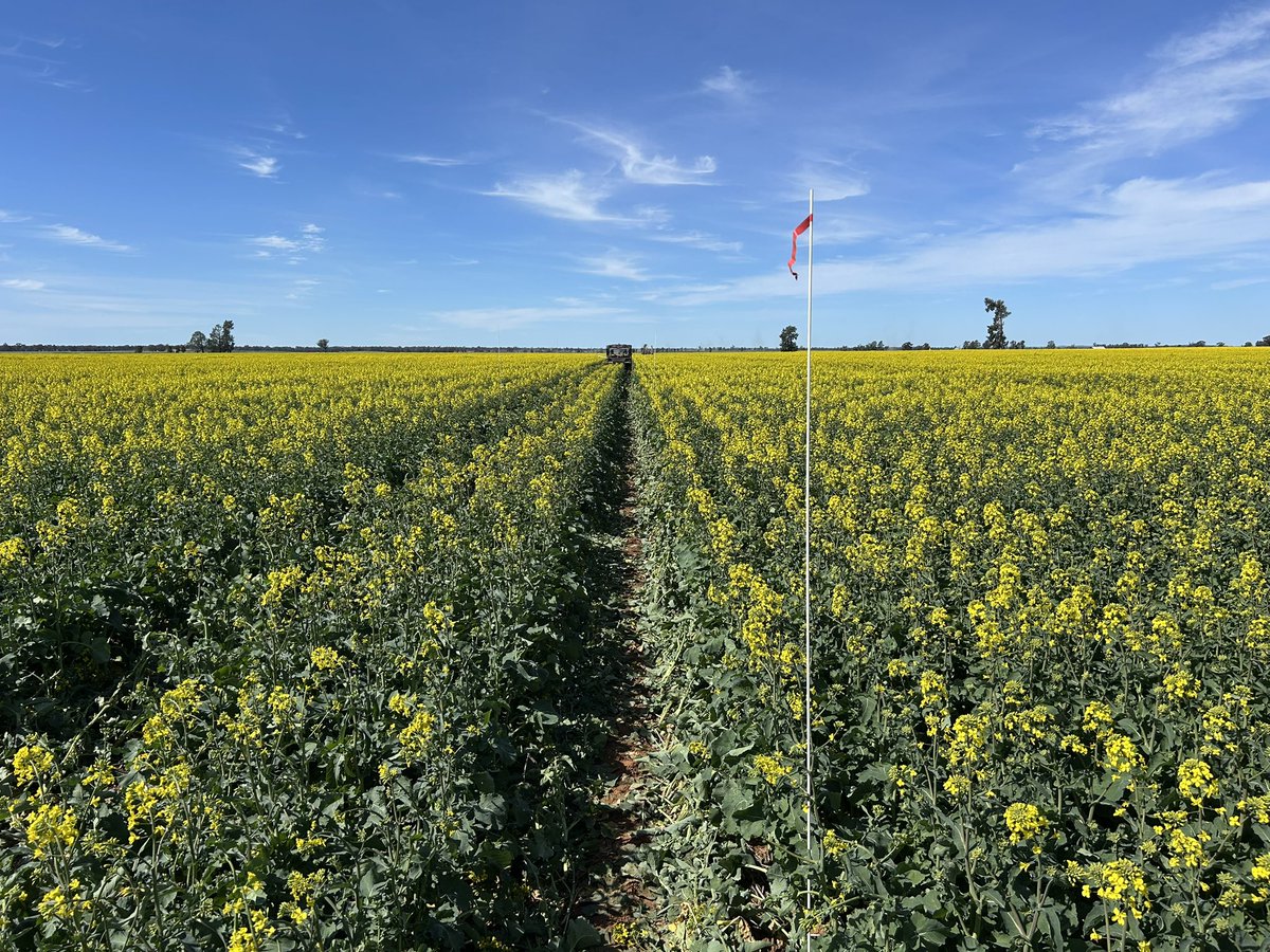 Another <a href="/GrainOrana/">GOA</a> <a href="/theGRDC/">GRDC</a> canola fungicide response trial being pegged out ready to spray this arvo, 6th consecutive year of these trials. 44Y94 CL looking ok for 108 mm GSR, except a few weeks late