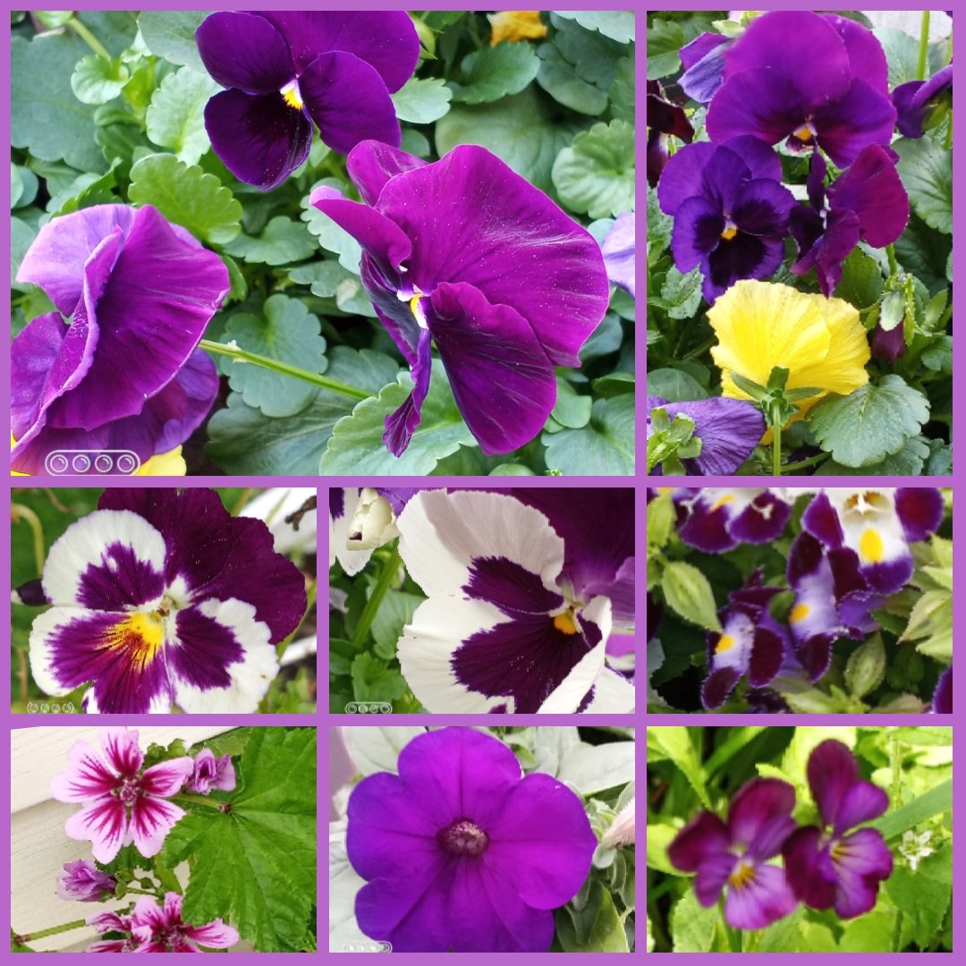 It's a cool and lovely #PurpleFriday 💜 #flowersonfriday 💜💜 #FlowerPhotography 💜💜