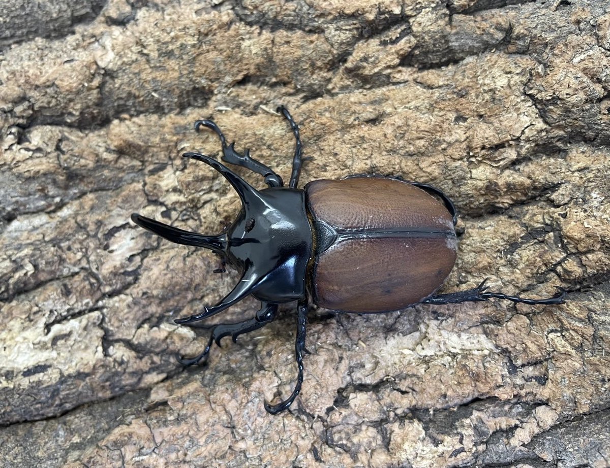 レイ・インセクト・ショップ INSECT DISCOVRTY 2025-9月出展者決定!! □And Beetle(大阪