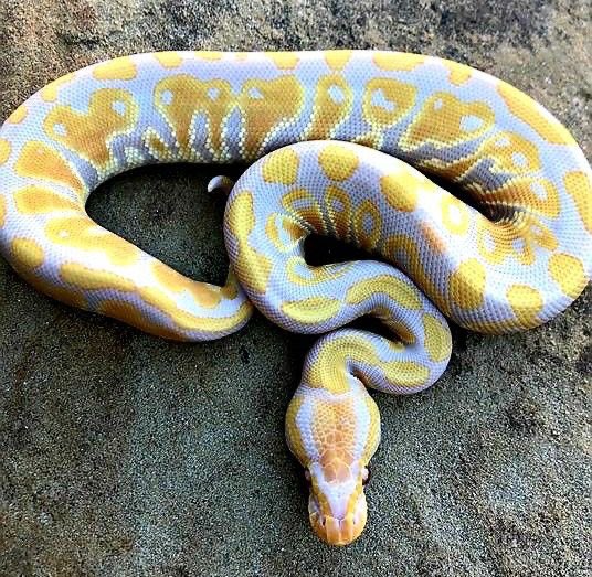 ryuhodo_kiseki's tweet image. 『奇跡を起こす金と白の蛇』
を3秒間、見つめてから、
即リツイート＆フォローで、
奇跡が訪れます！

師匠: @healing_s0ciety