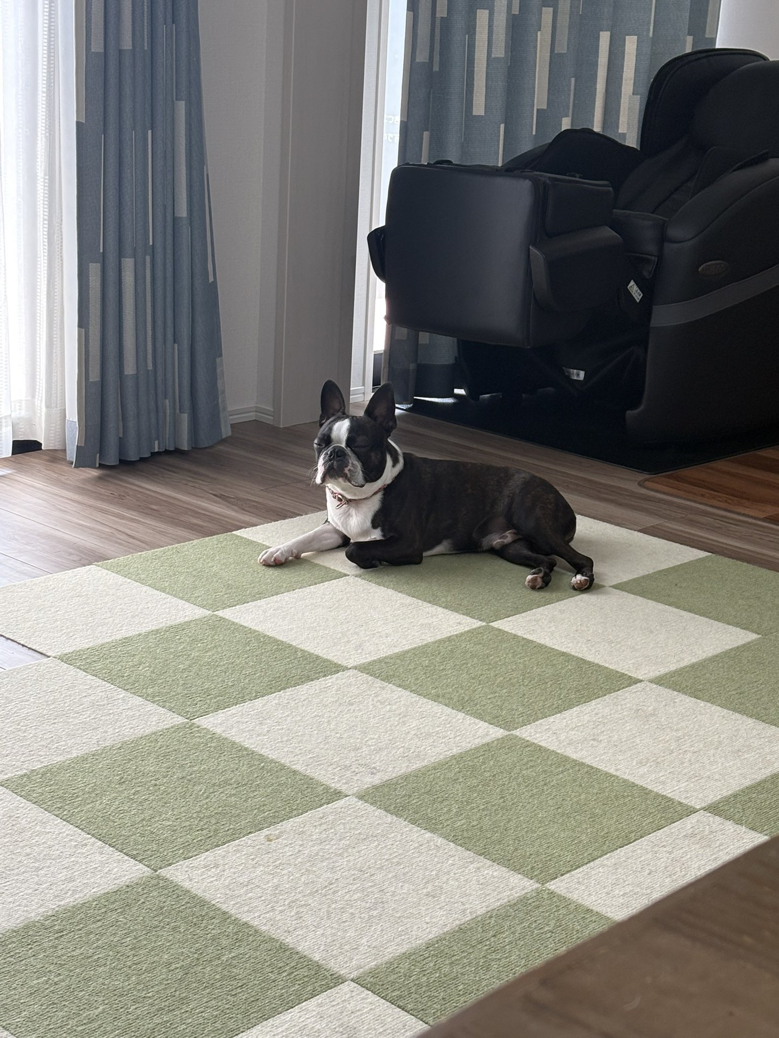 ボストンテリアのいぎす🐶 on X: 