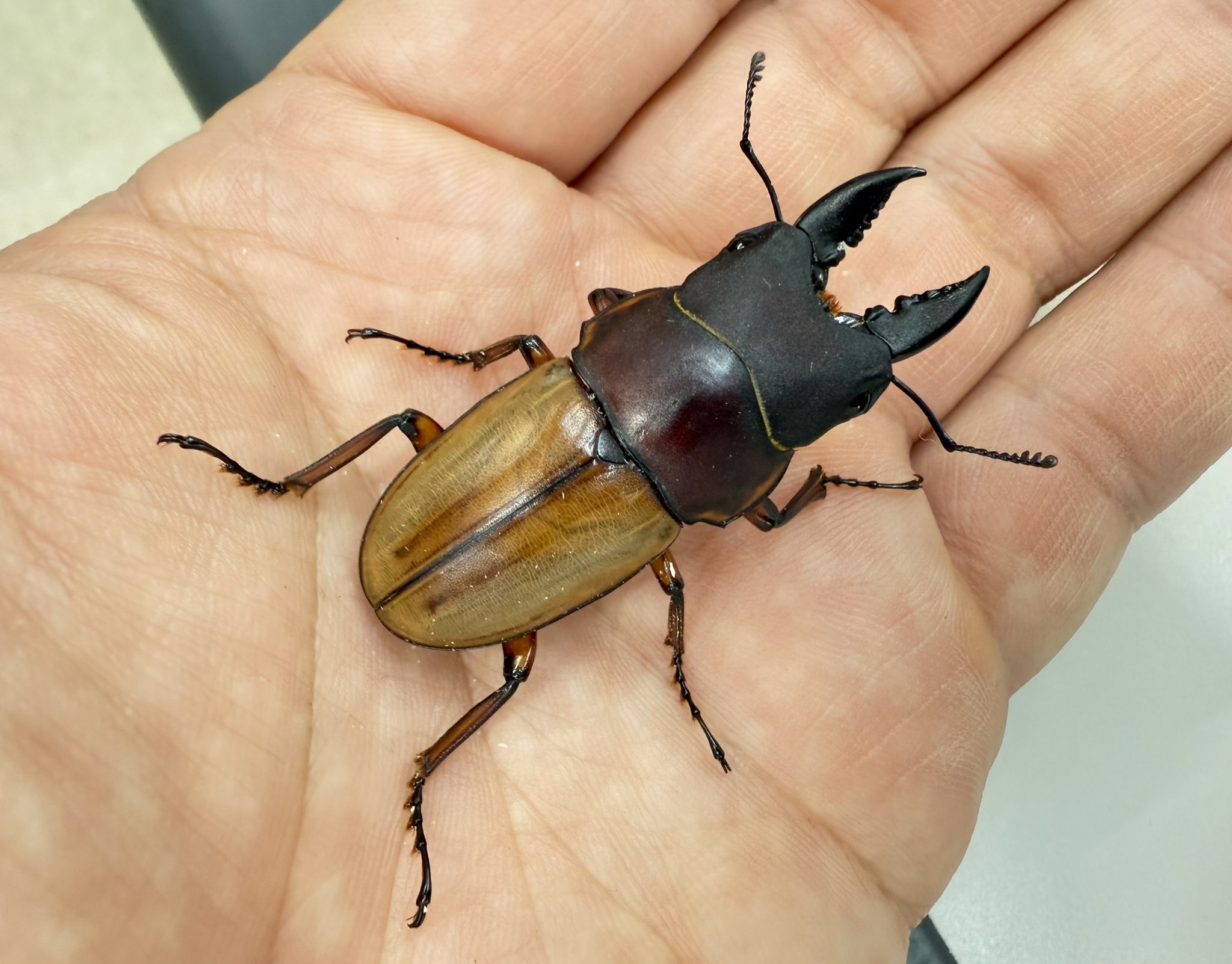 ６月１日まで限定セール 昆虫標本　クワガタムシ 6月1日まで限定セール 昆虫標本 クワガタムシ 6月1日まで限定