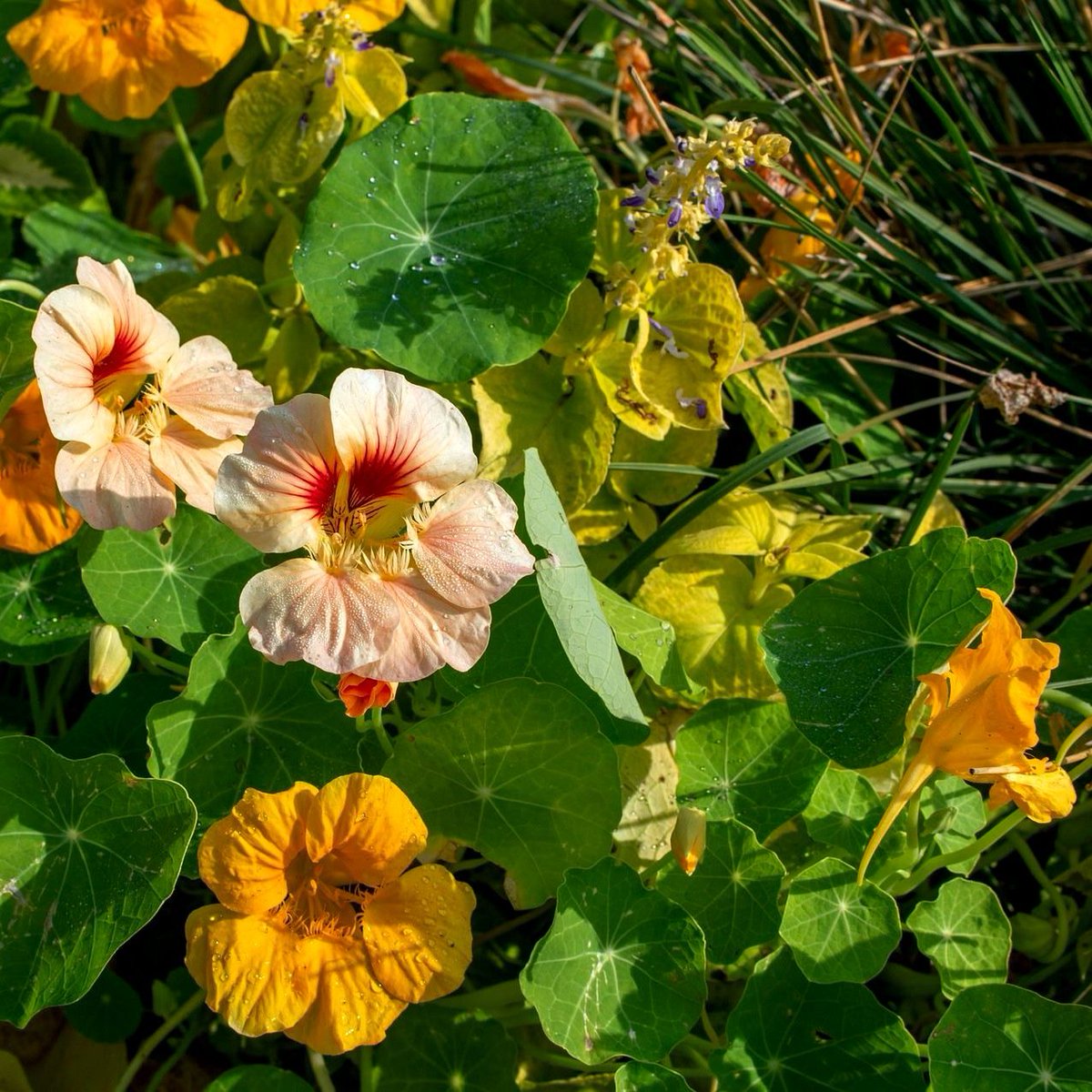 <a href="/KerstiSandstrom/">Kersti Sandström</a> 💚
#nasturtium #FlowersOnX 
#September2025  #NatureBeauty #NatureLovers