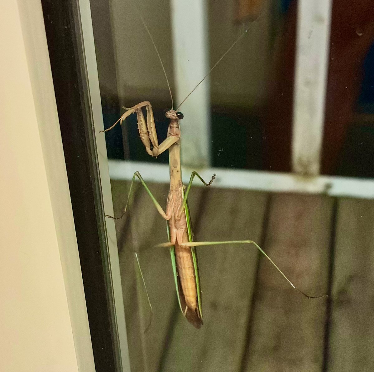 カマキリ様
ご来店ありがとうございます。
本日は定休日になりますので
またのご来店をお待ちしております🙇‍♂️