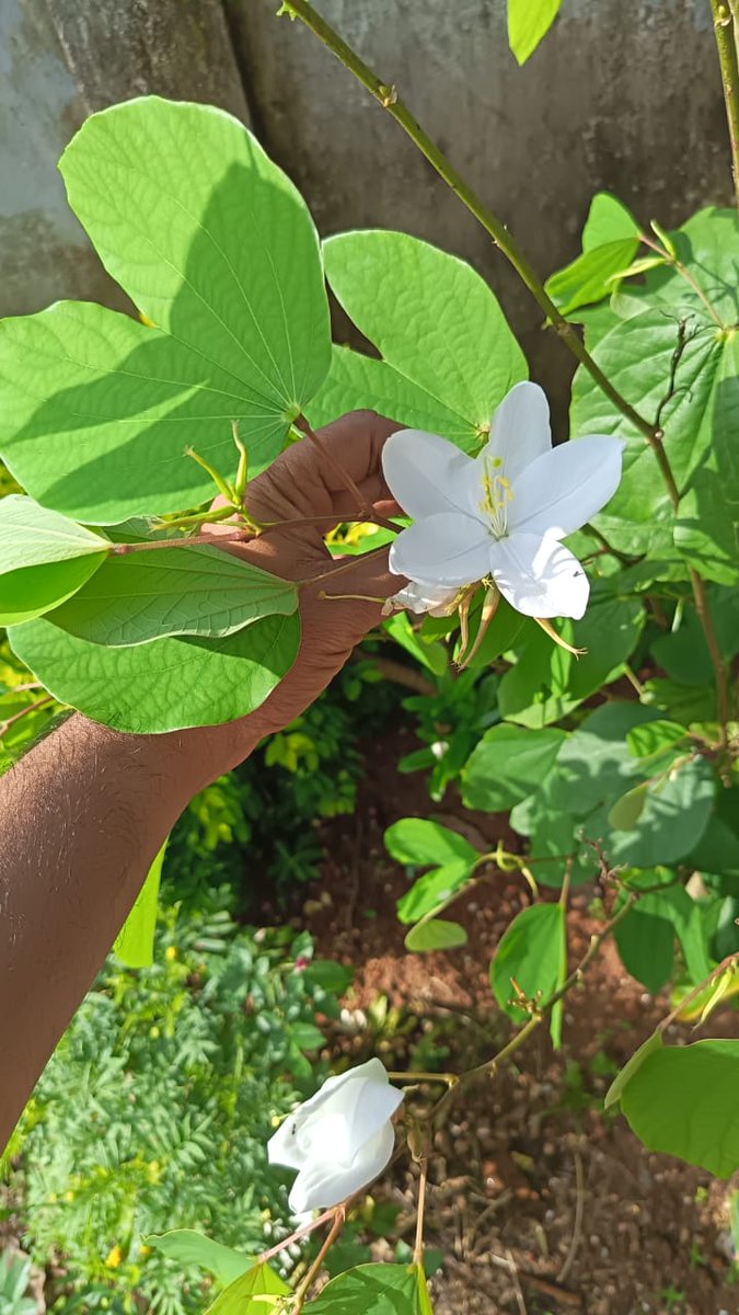 vishnu_dev07's tweet image. എല്ലാവർക്കും ഓണാശംസകൾ