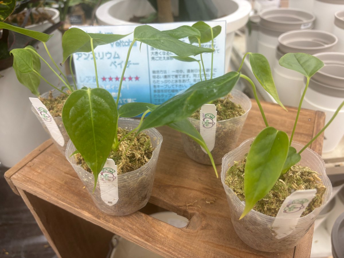 アガベ　ミックス名前わからない10個セット アガベ ミックス名前わからない10個セット N PLANTS ORIGINAL