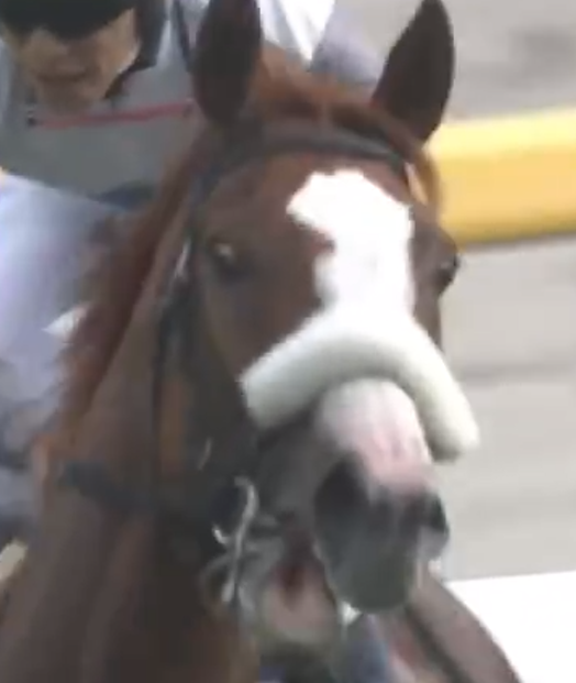 Winner's of this year's idol horse plush vote are: Meisho Tabaru